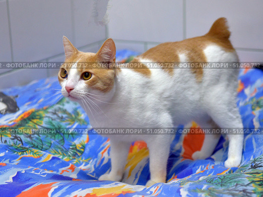 A short-tailed cat with a white and red coat stands on a bright tropical-patterned bed cover. The coat is short, smooth and shiny. The head, back and tail are predominantly red with white areas, the chest, belly and paws are completely white. The eyes are large, amber-yellow, the look is focused, the ears are medium-sized and erect. The cat looks attentive and alert, as if preparing to move. The breed is the Kurilian Bobtail (or a crossbreed with it), the distinguishing feature is a short, fluffy pompom tail. Стоковое фото, фотограф Анна Кривицкая / Фотобанк Лори