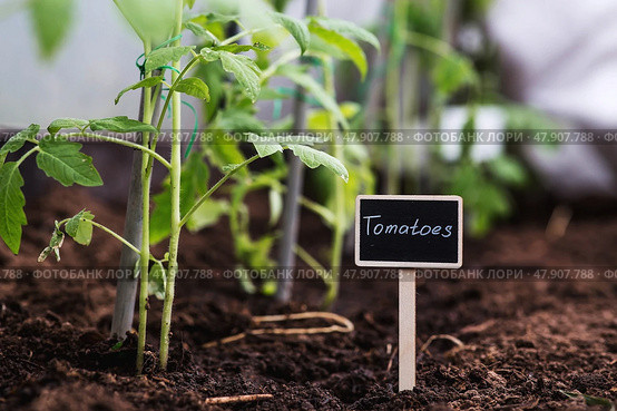 A sign with the inscription tomatoes. Tomato seedlings are planted in the ground. The concept of spring planting of vegetables and agriculture. Стоковое фото, фотограф Photojuli / Фотобанк Лори