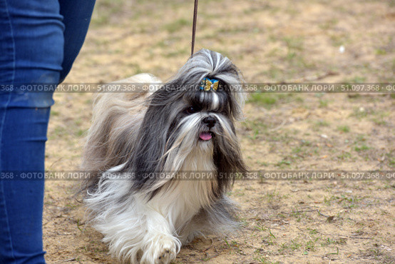 A small decorative dog of the Shih Tzu breed on a walk or at an exhibition. The dog has long, silky, gray-white fur, well-groomed and neatly styled. On the head, the fur is gathered into a ponytail and decorated with a bright yellow-blue bow, which gives the pet a smart look. The dog walks on a leash, sticking out its tongue, creating a cheerful and dynamic image. In the background is sandy ground with sparse grass, and on the left, a person's leg in jeans is partially visible. The photo emphasizes the beauty and grooming of the breed, ideal for the theme of pets, dog shows, grooming and accessories for pets. Стоковое фото, фотограф Анна Кривицкая / Фотобанк Лори
