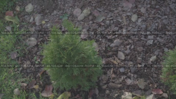 A small green plant is growing in a patch of dirt. The dirt is brown and rocky, and the plant is surrounded by leaves and debris. Стоковое видео, видеограф Скрипачев Антон / Фотобанк Лори