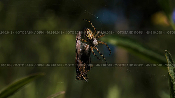 A small spider that is entangled in its web is trying to lift a huge dark insect . Стоковое фото, фотограф David Kashakhi / Фотобанк Лори