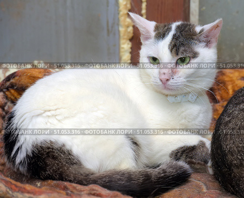 A snow-white shorthaired cat with gray-brown spots on her head and tail lies curled up on a warm brown blanket. Her expressive green eyes are directed to the side, creating the impression of thoughtfulness and calm. On her neck is a white plastic identification collar, indicating that she is in a shelter, clinic or temporary shelter. The coat is smooth and well-groomed, the contrast of dark and light areas of the color gives the cat a special appeal. The background is an interior with elements of wooden and metal surfaces, creating an atmosphere of coziness and security. Стоковое фото, фотограф Анна Кривицкая / Фотобанк Лори