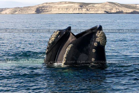 A southern right whale with mouth open, showing baleen plates. VW Pics/Stocktrek Images/TASS. Стоковое фото, агентство ТАСС / Фотобанк Лори