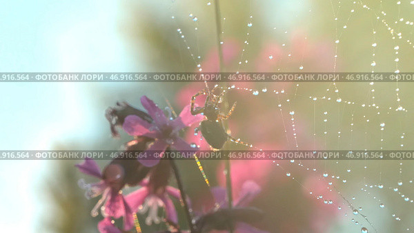 A spider sitting on a solar web and clinging to it with its small shaggy paws sits next to purple orchids in the sun. Стоковое фото, фотограф David Kashakhi / Фотобанк Лори
