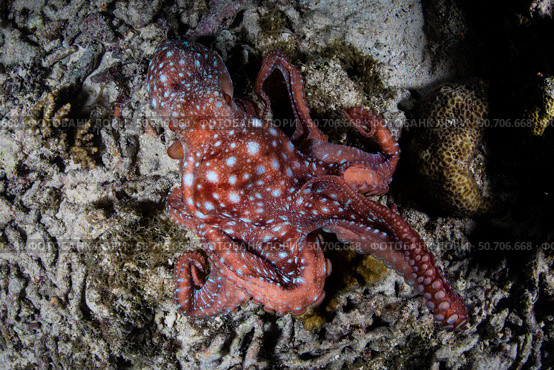 A starry night octopus, Callistoctopus luteus, searches for prey on a reef at night. Стоковое фото, фотограф Ethan Daniels/Stocktrek Images / ТАСС / Фотобанк Лори