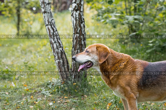 A stray animal. An old sad, abandoned, hungry dog is walking on the street. Shelter, rescue, charitable assistance, donations for homeless animals. Стоковое фото, фотограф Photojuli / Фотобанк Лори