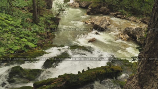 A stream of water cascades down the rocks and boulders into the mountain river below. The stream is surrounded by lush greenery, rocks and fallen tree trunks are covered with moss. Стоковое видео, видеограф Воловодов Владимир / Фотобанк Лори