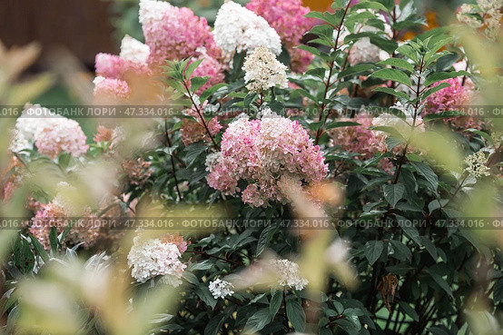 A summer photo or background with flowers. Beautiful landscape in nature with a flowering paniculate hydrangea. Beautiful healthy hydrangeas blooming in pink and white shades. Стоковое фото, фотограф Photojuli / Фотобанк Лори