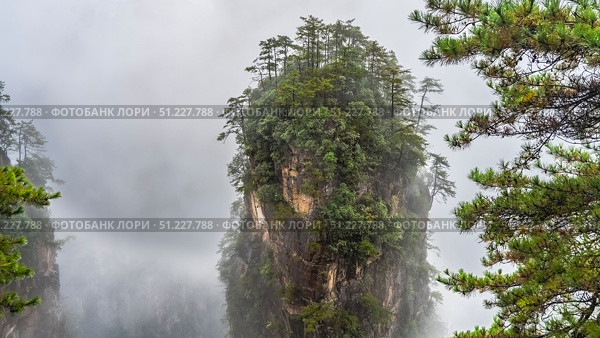 A tall mountain pillar in the fog. Green vegetation on the steep slopes of the cliff. A peak in the clouds. Coniferous branches in the foreground. China. Zhangjiajie National Forest Park. Avatar. Стоковое фото, фотограф Вера Ивановна Кубарева / Фотобанк Лори