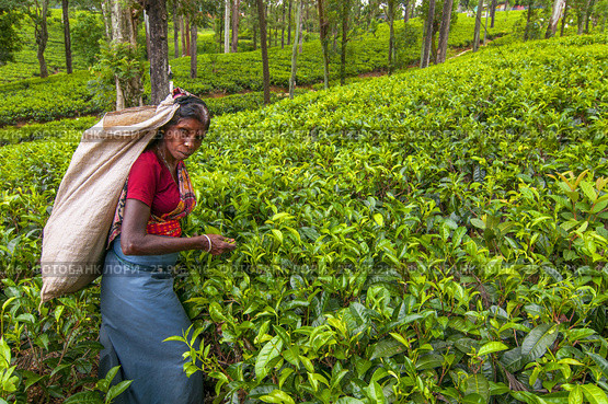 A Tamil woman from Sri Lanka breaks tea leaves on tea plantation with the traditional tea plucking method at haputale, Sri Lanka. Редакционное фото, агентство BE&W Photo / Фотобанк Лори