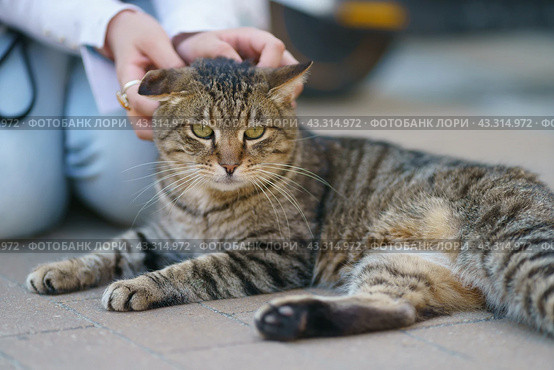 A teenage girl is stroking a small cat on the city street, real life. Стоковое фото, фотограф YuryKara / Фотобанк Лори