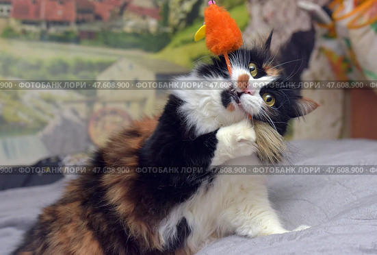 A three-colored fluffy cat with distinct spots plays with an orange fluffy toy in the shape of a bird. The cat holds the toy with its paws with excitement and energy and tries to bite it, demonstrating its hunting instinct and playful nature. The scene is filled with movement and emotion, creating a positive mood. Suitable for themes related to pets, cat games, cheerful behavior and the joy of communicating with a pet. Стоковое фото, фотограф Анна Кривицкая / Фотобанк Лори