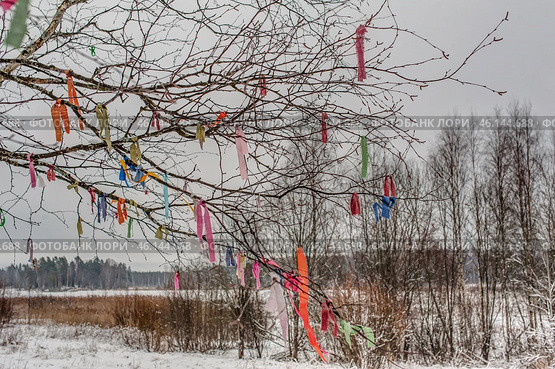 A tree with thin, bare branches, on which multi-colored scraps of fabric and ribbons are hung. The multi-colored elements create a bright contrast with the snow-covered background and winter landscape. Such tree decoration can have a ritual or symbolic meaning, for example, be associated with folk traditions, rituals for the fulfillment of wishes or memorable events. Behind you can see a winter forest and a field covered with snow, creating an atmosphere of silence and mystery. Стоковое фото, фотограф Анна Кривицкая / Фотобанк Лори