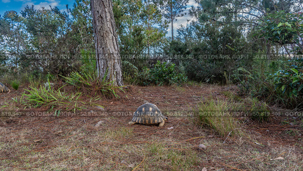 A turtle Astrochelys radiata, endemic to Madagascar walks in the park. Shell with a beautiful pattern. The head and paws are visible. Side view. The soil is strewn with fallen coniferous needles. Стоковое фото, фотограф Вера Ивановна Кубарева / Фотобанк Лори