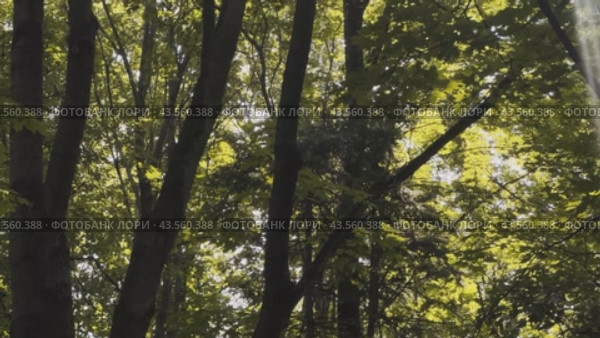 A vertical panorama of a dark summer garden from the ground to the treetops. Стоковое видео, видеограф Ярославский Максим / Фотобанк Лори