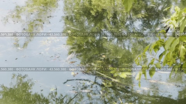 A vertical panorama of an urban overgrown pond on a hot summer day. Close-up. Стоковое видео, видеограф Ярославский Максим / Фотобанк Лори