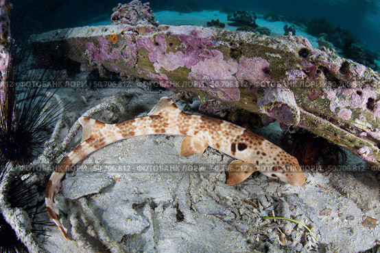 A walking epaulette shark, Hemiscyllium freycineti, crawls across the seafloor. Стоковое фото, фотограф Ethan Daniels/Stocktrek Images / ТАСС / Фотобанк Лори