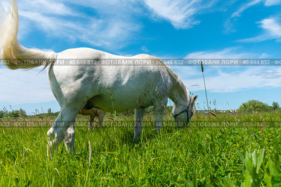 A white horse is eating fresh grass in a meadow. Стоковое фото, фотограф Ярославский Максим / Фотобанк Лори
