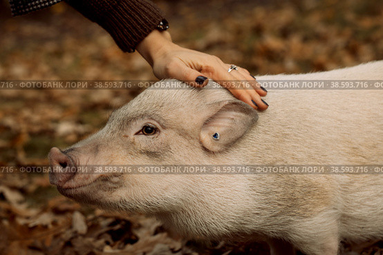 a white mini pig sits in a wicker basket. Autumn photo. Стоковое фото, фотограф Ольга Сейфутдинова / Фотобанк Лори