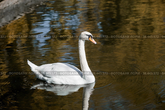 A white swan swims in the pond of the city park. Russia. Close-up of a bird in the water. In the distance you can see the beach with sun loungers. People are resting by the water. (2022 год). Стоковое фото, фотограф Photojuli / Фотобанк Лори