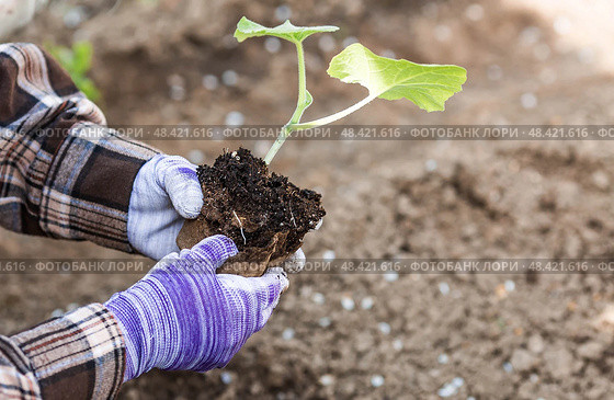 A woman's hands in gardening gloves hold a young plant in the ground. Pumpkin and squash seedlings are planted in the ground. The concept of spring planting of vegetables and agriculture. Стоковое фото, фотограф Photojuli / Фотобанк Лори