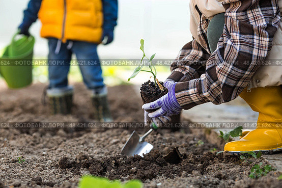 A woman's hands in gardening gloves hold a young plant in the ground. Pumpkin and squash seedlings are planted in the ground. The concept of spring planting of vegetables and agriculture. Стоковое фото, фотограф Photojuli / Фотобанк Лори