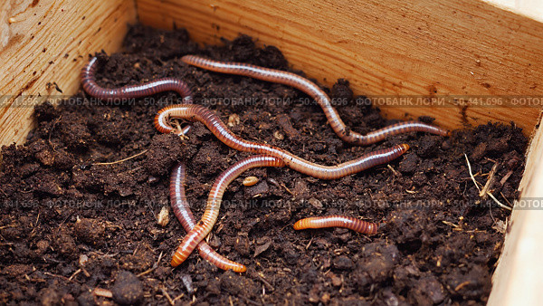 A wooden box filled with dark, moist soil, in which several earthworms are visible. This indicates the health of the ecosystem and the fertility of the soil. Стоковое AI-изображение, AI-художник Светлана  Громак / Фотобанк Лори