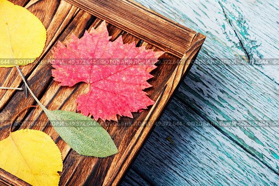 A wooden box with fallen autumn foliage. Herbarium.. Pressed dried herbarium. Стоковое фото, агентство Ingram Publishing / Фотобанк Лори