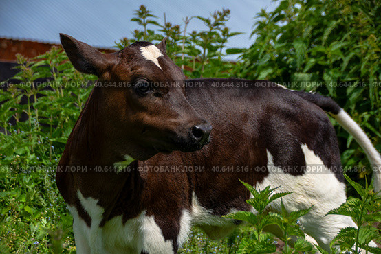 A young calf stands among the bushes of nettles. Стоковое фото, фотограф Ярославский Максим / Фотобанк Лори