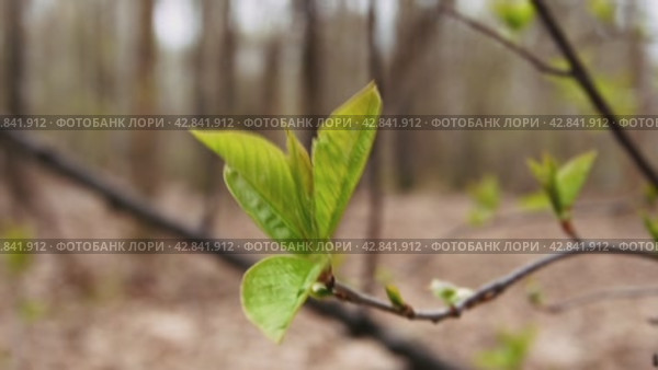 A young green roscoe on a bush shakes in the spring wind. Стоковое видео, видеограф Ярославский Максим / Фотобанк Лори