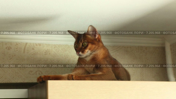 Абиссинская кошка на шкафу. Стоковое видео, видеограф Игорь Жоров / Фотобанк Лори