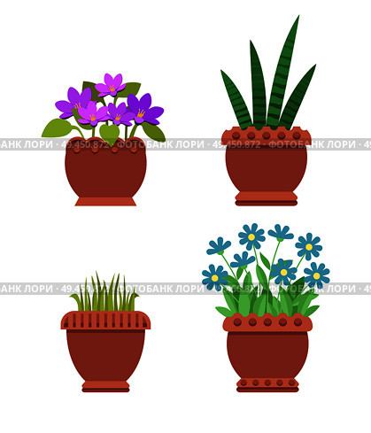Acattleya and sansevieria, haworthi and flowers in blossom, set of room plants, room plants in pot vector illustration isolated on white background. Acattleya and Sansevieria Set Vector Illustration. Стоковая иллюстрация, агентство Ingram Publishing / Фотобанк Лори