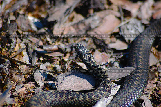 Adder among autumn leaves. Стоковое фото, фотограф Анна Кривицкая / Фотобанк Лори