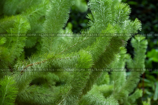 Adenanthos sericeus woolly bush with soft silver foliage. Native Australian shrub from Western Australia, perfect for drought-resistant gardens. Стоковое фото, фотограф Татьяна Терехина / Фотобанк Лори