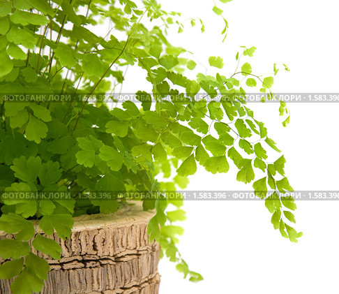 Адиантум венерин волос (Adiantum capillus veneris ), изолированно на белом. Стоковое фото, фотограф Tamara Kulikova / Фотобанк Лори