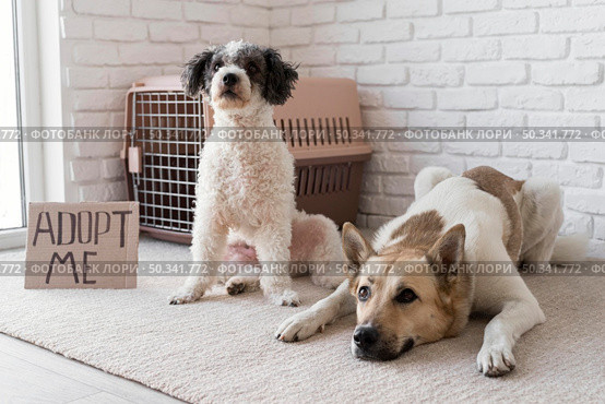 adorable dogs near adopt me banner. Стоковое фото, агентство Ingram Publishing / Фотобанк Лори