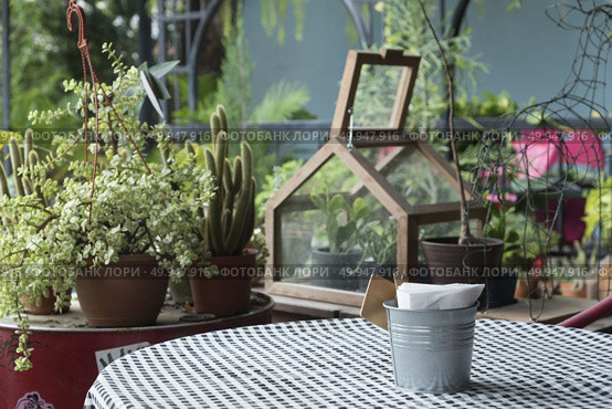 Adorable indoor cactus garden. Стоковое фото, агентство Ingram Publishing / Фотобанк Лори
