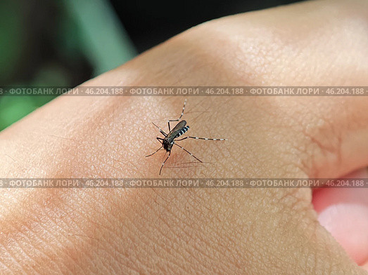 Aedes Mosquito on Human Skin Close-up. Стоковое фото, фотограф Rayhan Zaky / Фотобанк Лори