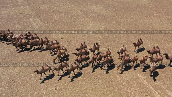 Aerial view of Bactrian camels in Mongolia. Стоковое фото, фотограф Михаил Коханчиков / Фотобанк Лори