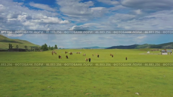 Aerial view of grazing horses in Mongolia. Стоковое видео, видеограф Михаил Коханчиков / Фотобанк Лори