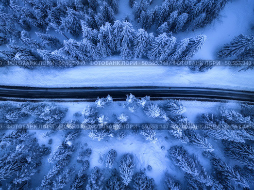 Aerial view of mountain road in fairy forest in snow in winter in blue hour. Top view from drone of highway, snowy pine trees at dusk. Beautiful rural road in woods in twilight. Travel in Slovenia. Стоковое фото, агентство Ingram Publishing / Фотобанк Лори