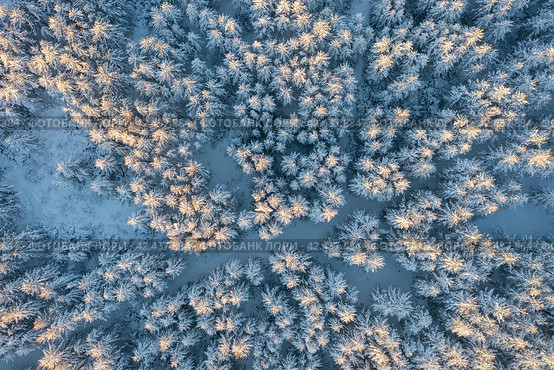 Aerial view of snow-covered larch trees. Amazing morning winter forest landscape. The tops of the trees are illuminated at sunrise. Cold snowy weather. Northern nature. Beautiful natural background. Стоковое фото, фотограф Андрей Степанов / Фотобанк Лори