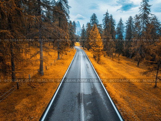 Aerial view of wet road and orange forest in golden autumn. Dolomites, Italy. Top drone view of road, red trees, grass in fall at sunset. Road through the woods. Moody landscape with roadway. Travel. Стоковое фото, агентство Ingram Publishing / Фотобанк Лори
