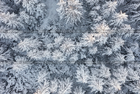 Аэрофотоснимок зимнего леса. Красивый лесной пейзаж с деревьями в снегу. Вид сверху на заснеженные лиственницы. Холодная снежная зимняя погода. Путешествие на Крайний Север. Естественный фон. Стоковое фото, фотограф Андрей Степанов / Фотобанк Лори