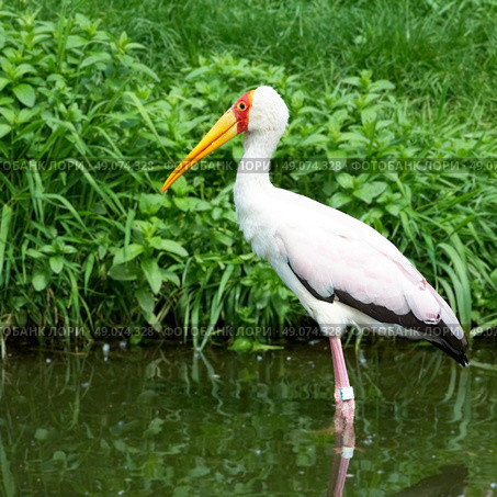 african bird yellow-billed stork, (mycteria ibis) Стоковое фото, агентство Ingram Publishing / Фотобанк Лори