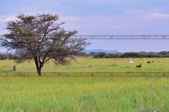 African bush savannah, Namibia (2016 год). Стоковое фото, фотограф Знаменский Олег / Фотобанк Лори