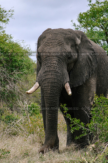 African elephant stands among trees in natural habitat, savanna. Стоковое фото, фотограф Екатерина Якименко / Фотобанк Лори