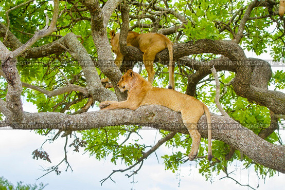 African lions sleeping in a tree a hot day in Serengeti, Tanzania. Wild lion pride.. Lions rests in tree a hot day at Serengeti. Стоковое фото, агентство Ingram Publishing / Фотобанк Лори