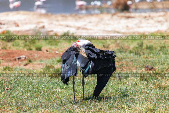 African marabou stork. Стоковое фото, фотограф Art Konovalov / Фотобанк Лори