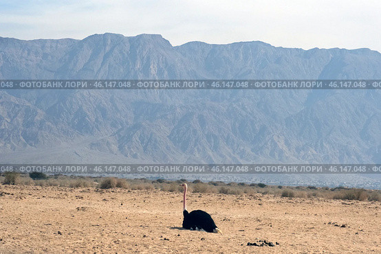 African ostrich (lat. - Struthio camelus) in the Yotvata Hai-Bar Nature Reserve. Стоковое фото, фотограф Irina Opachevsky / Фотобанк Лори